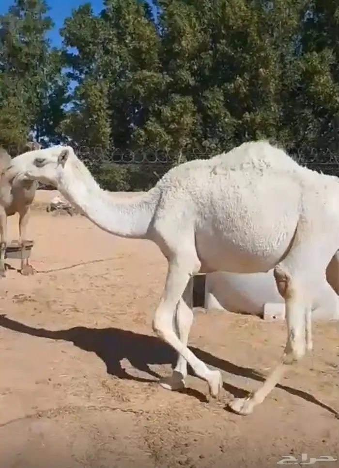 قعدان قصب للبيع 1