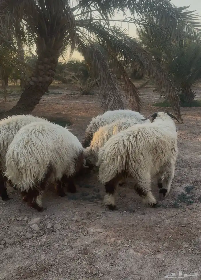 للبيع عدد 5 خرفان نعيمي جذعان طيبات 3