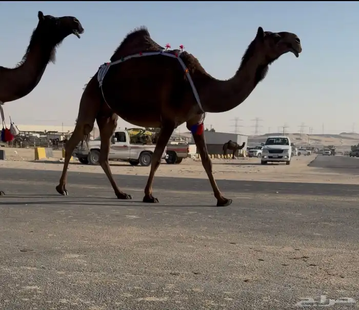 عشاير ضرايب مجاهيم 2 1