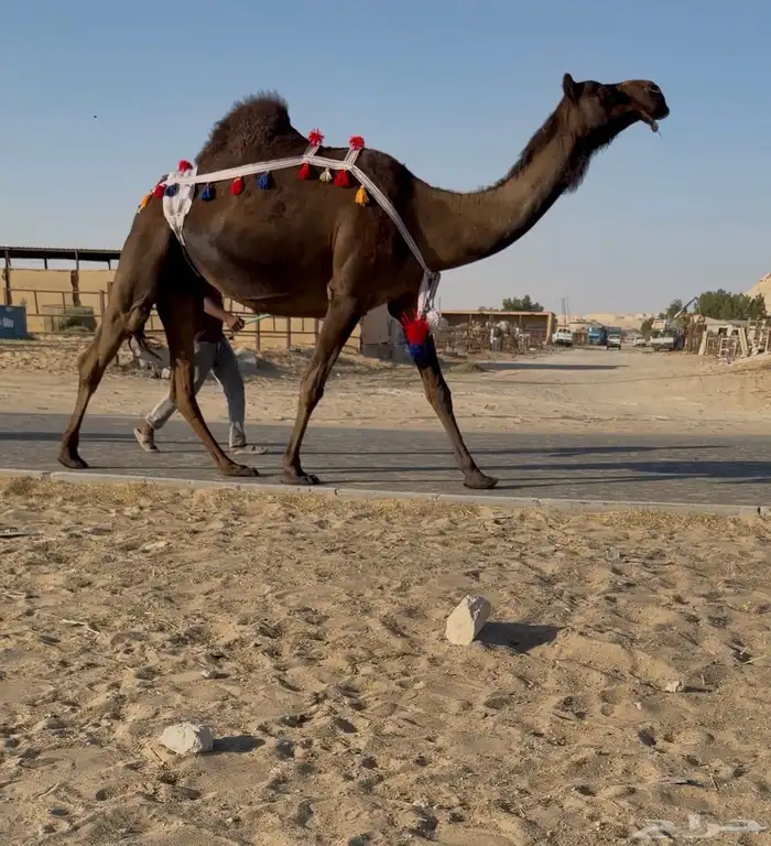 عشاير ضرايب مجاهيم 2 0