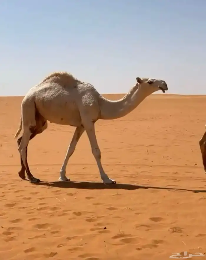 قعود مفرود تام 1