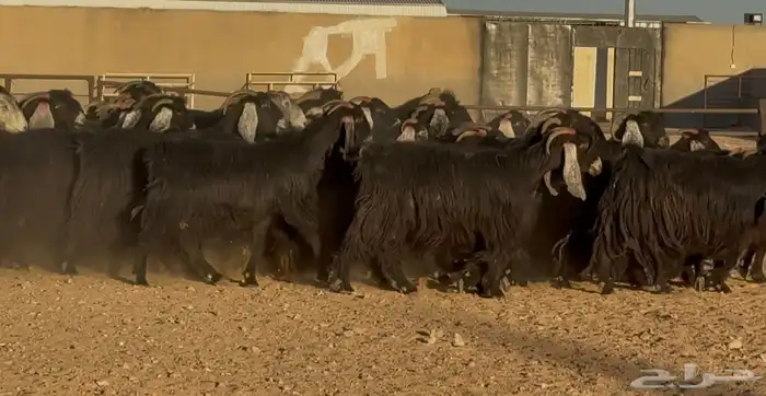 مراح عوارض وحبش فيها 20 دفيع سعر البيع 950 العدد 52 بالفحول 0