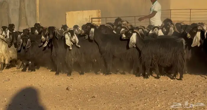 مراح عوارض وحبش فيها 20 دفيع سعر البيع 950 العدد 52 بالفحول 2