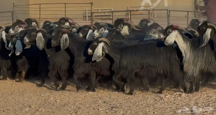 مراح عوارض وحبش فيها 20 دفيع سعر البيع 950 العدد 52 بالفحول 8