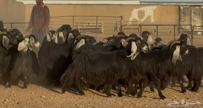 مراح عوارض وحبش فيها 20 دفيع سعر البيع 950 العدد 52 بالفحول 4