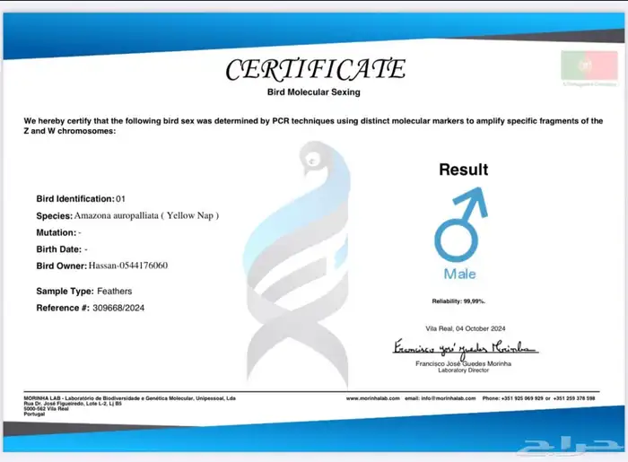 جوز ببغاء امزوني بلوفرنتد متكلم بطلاقة جاهز لإنتاج 0