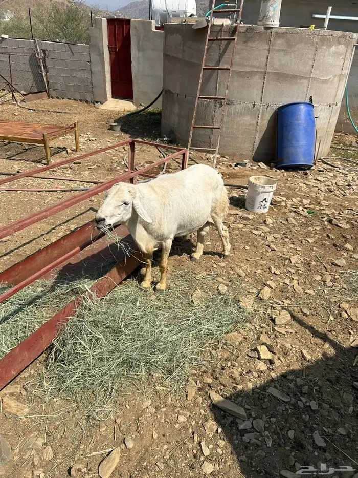 خروف حري فحل 5