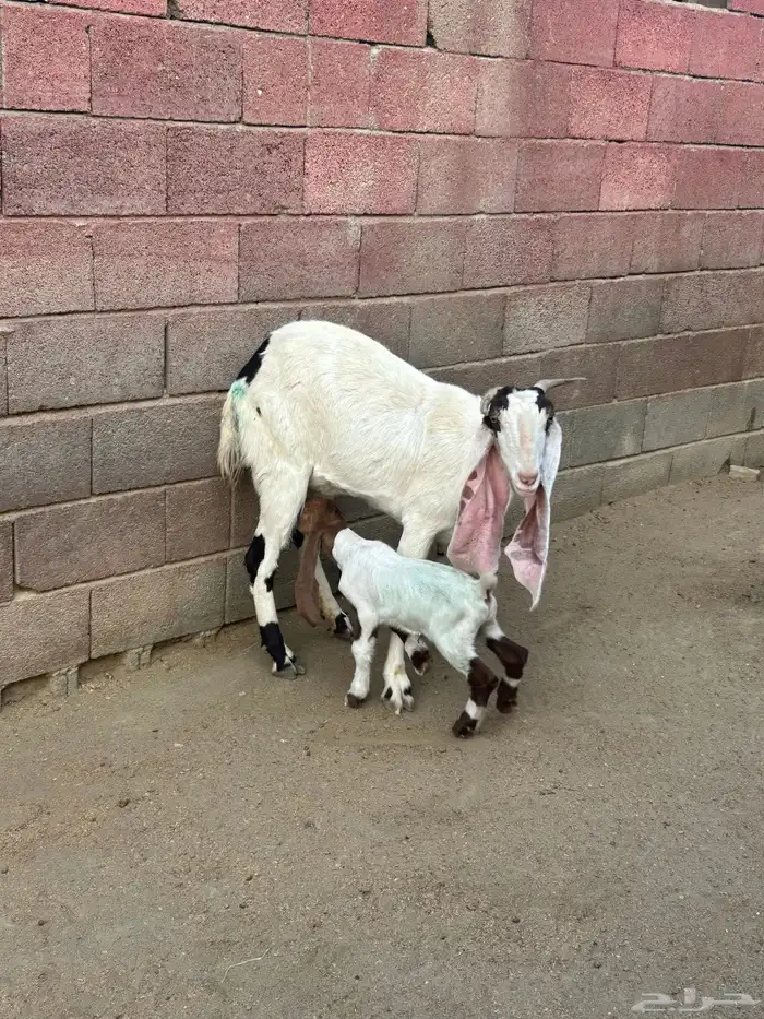 معزا مطوره فاخره 11