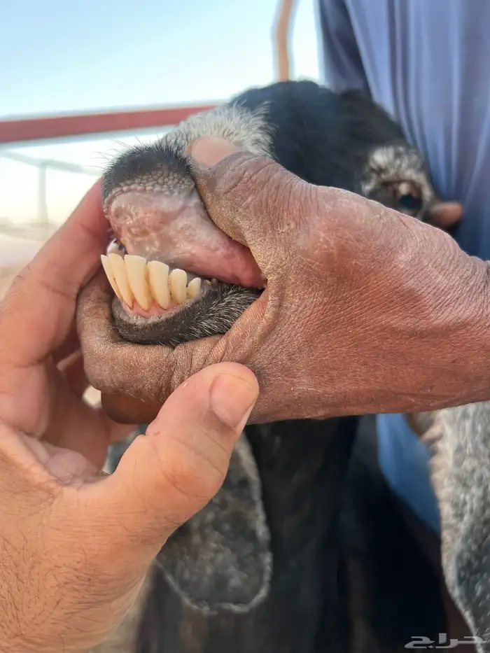 للبيع عنزين 0