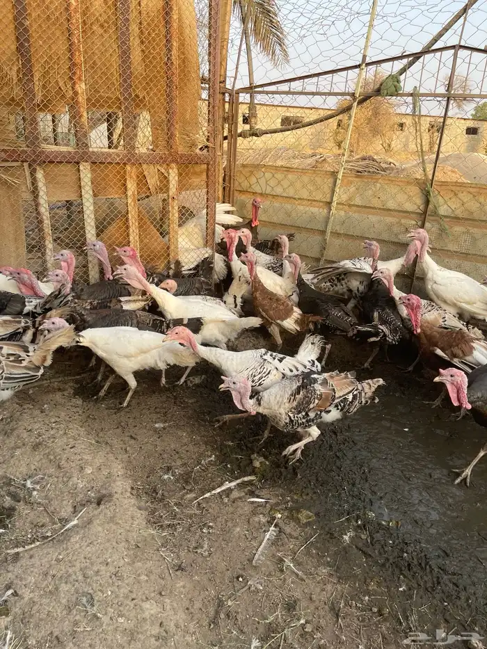 بيض رومي مخصب 0