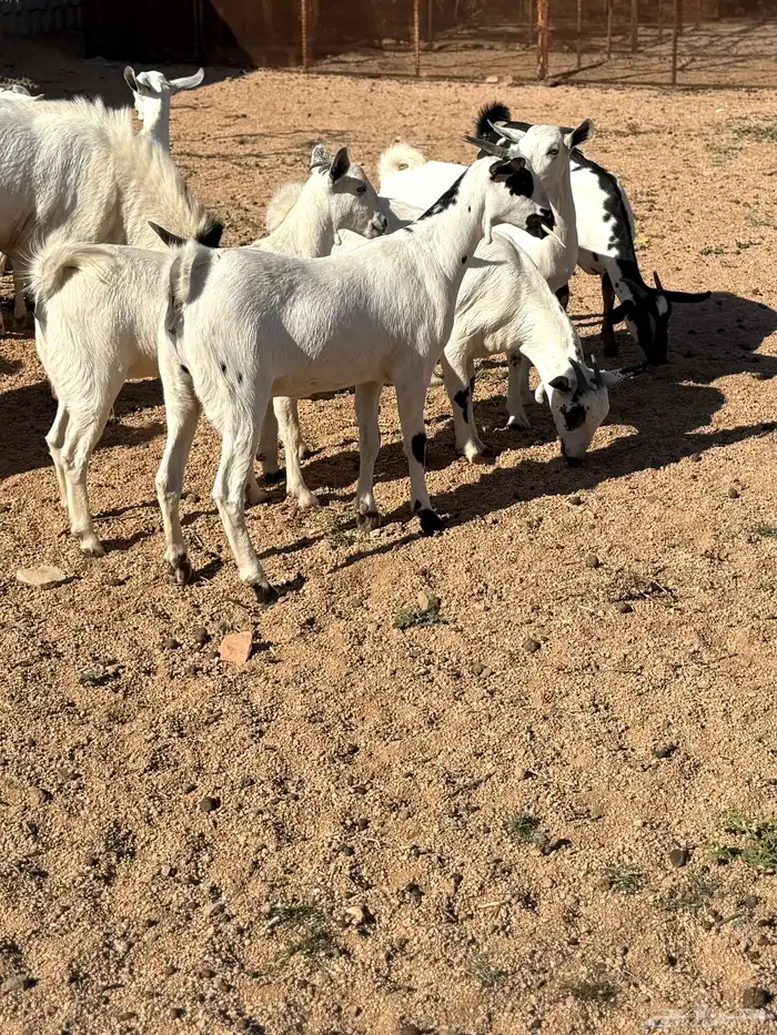 جفرات بيشيه 9