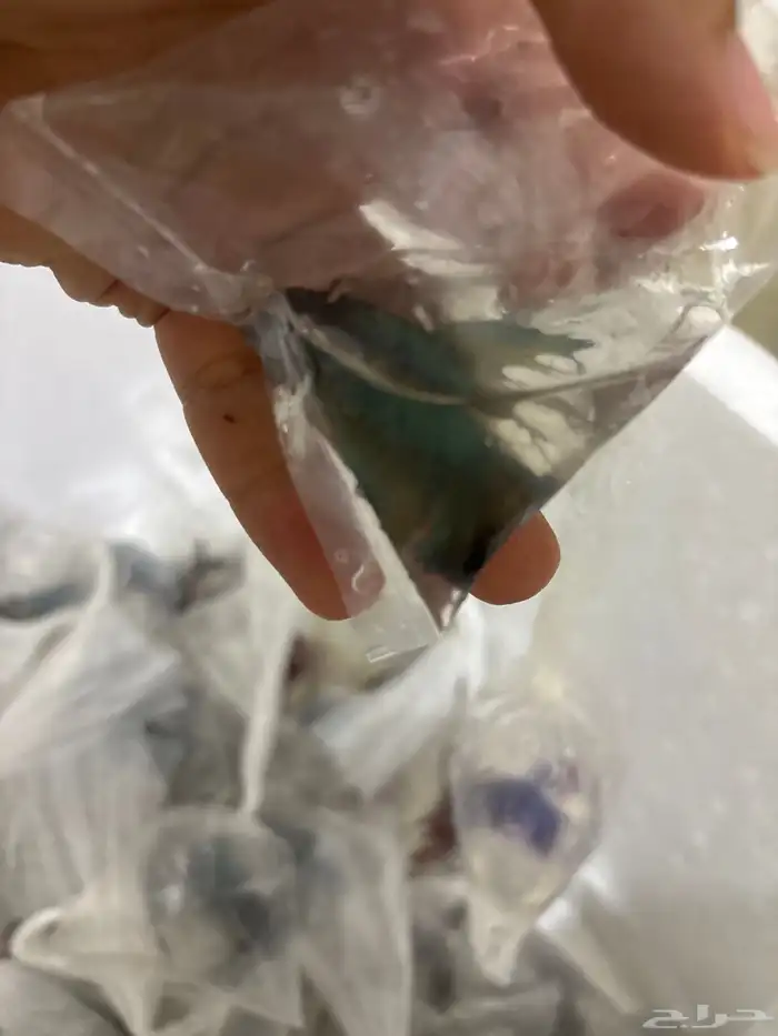 اسماك فايتر جمله 1