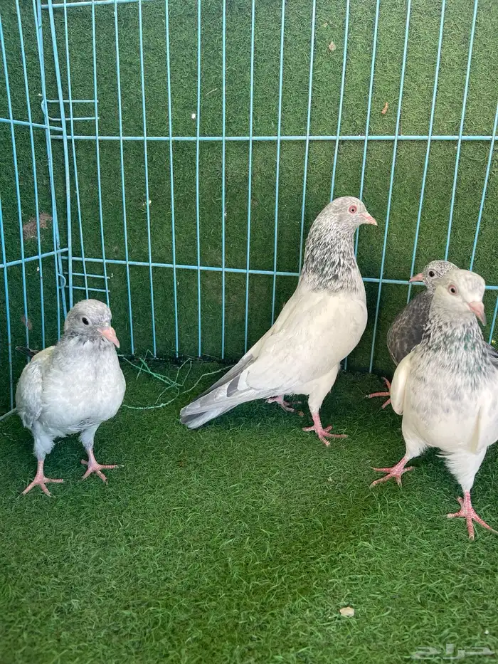 حمام باكستاني 10