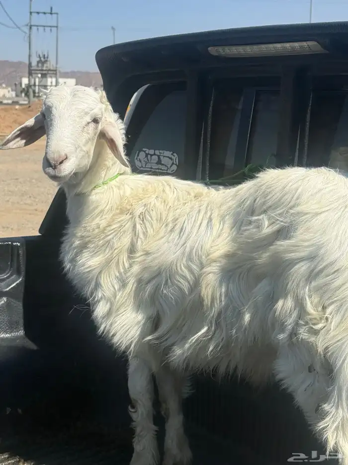 خروف كفو للبيع 1