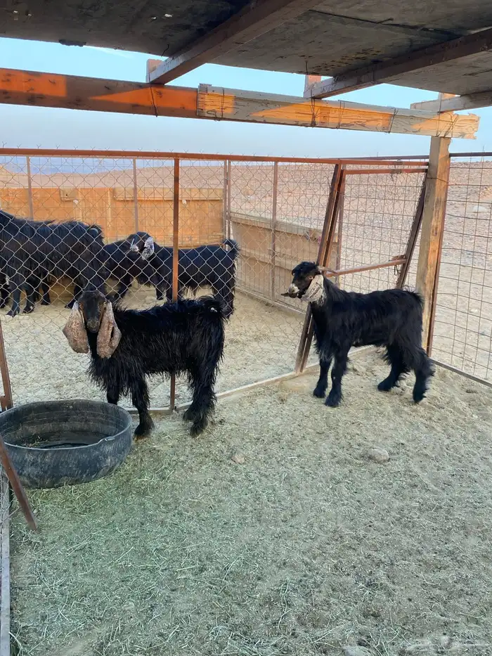 تيوس للبيع على الشعير والبرسيم (البيع جمله وتفريق) 2