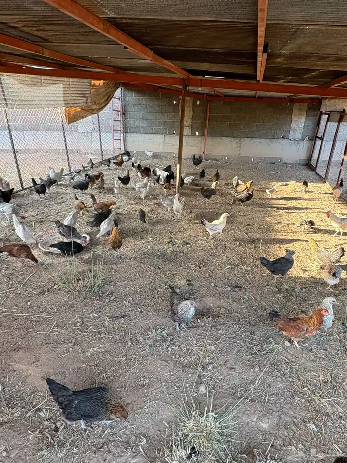 دجاج وديوك 2