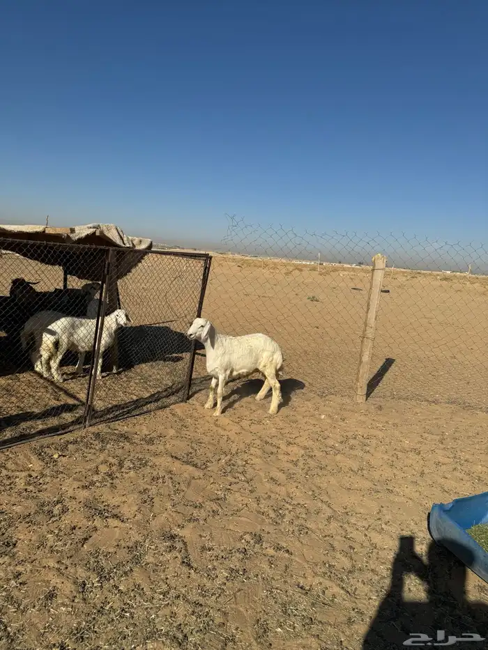 ذبايح تفريد خروف نجدي جفره خروف حري كلها شحم شعير وبرسيم 13