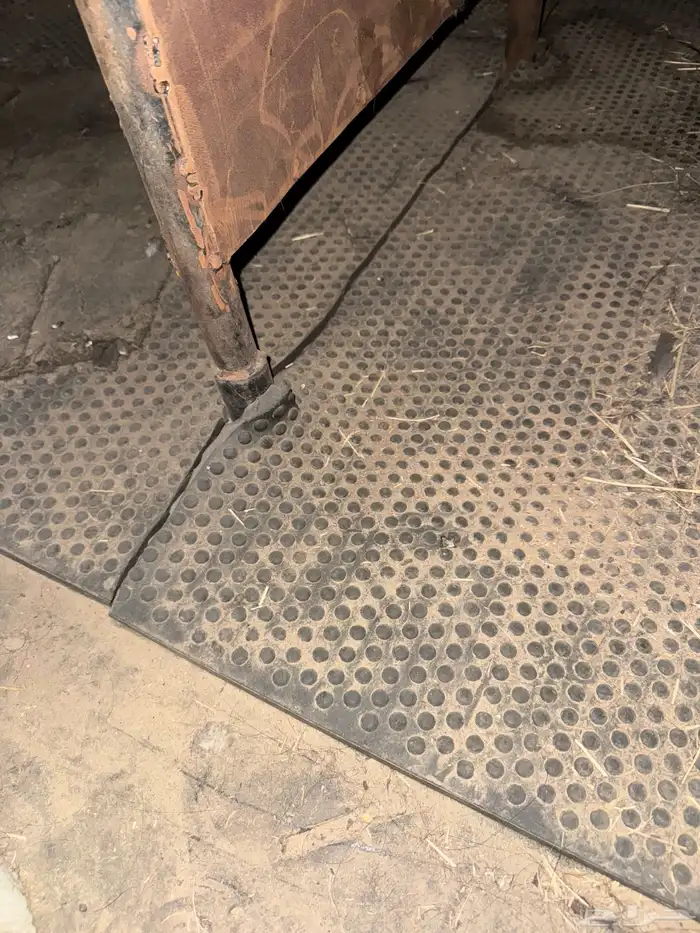 عربه خيل للبيع 6