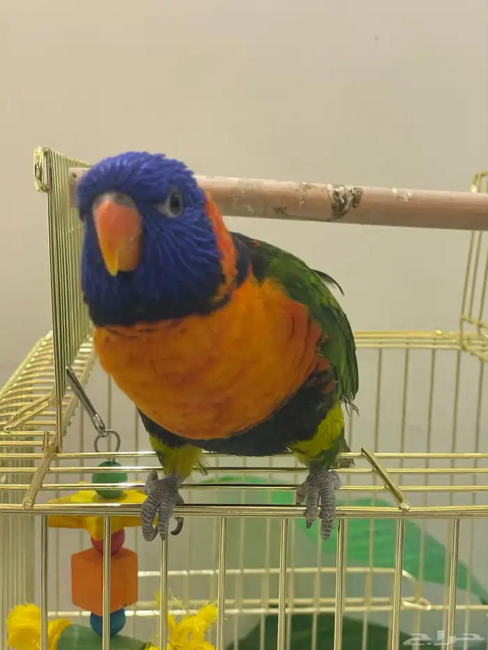 للبيع ببغاء الوري 2