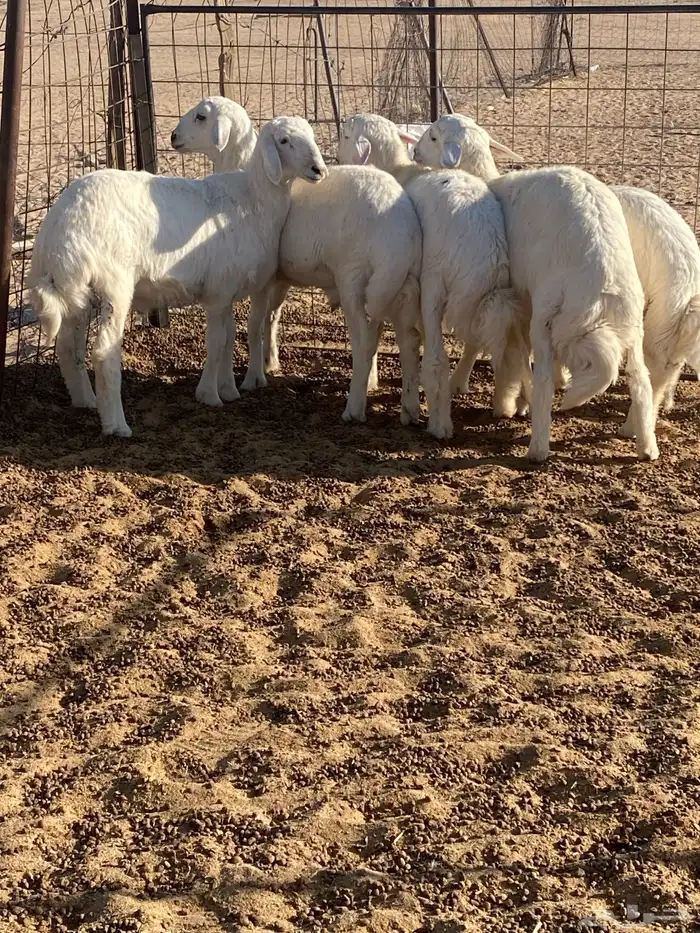 للبيع طليان فل شحم 1