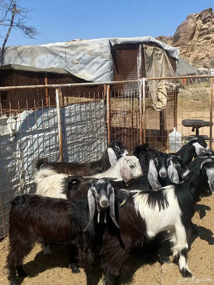 تيوس عوارض 2