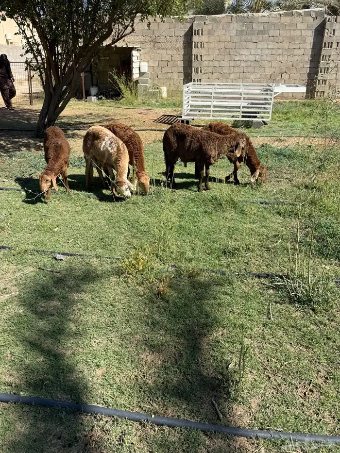 سواكن مرابي 0