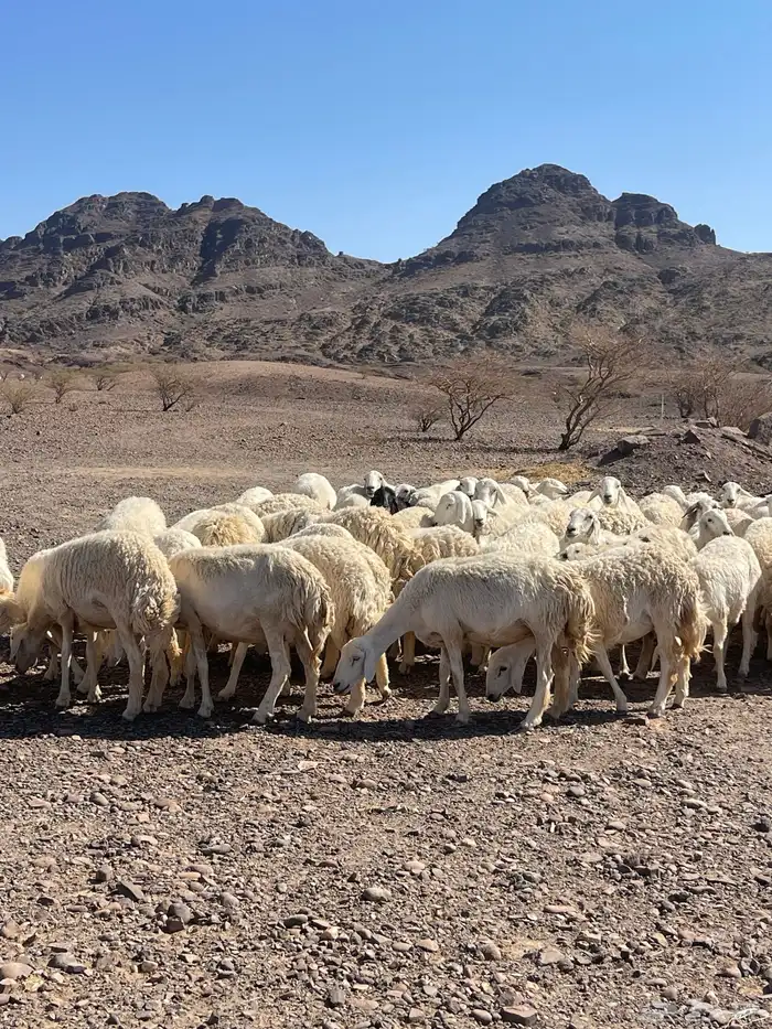 ضان ( تم البيع ) 13