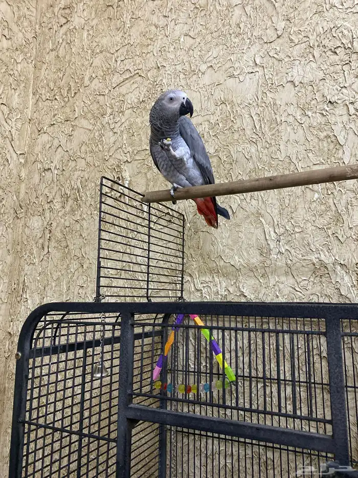 ببغاء كاسكو 0