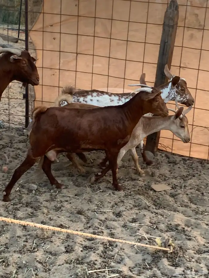 للبيع معزا دهم ومرخ جنوبيه 18