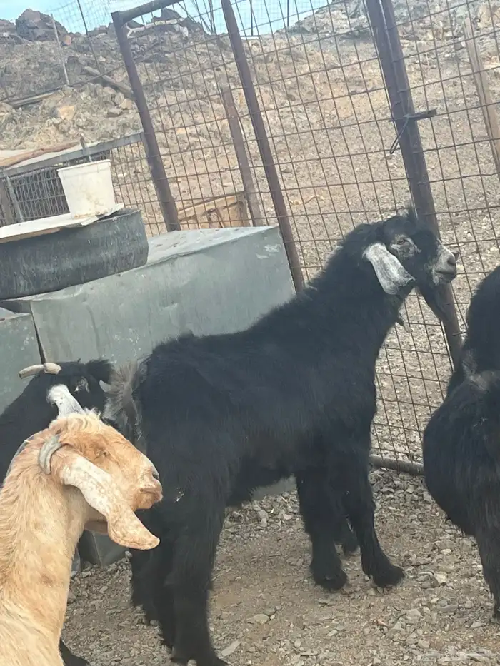 تيس ونعجه الموقع الشبحه 1