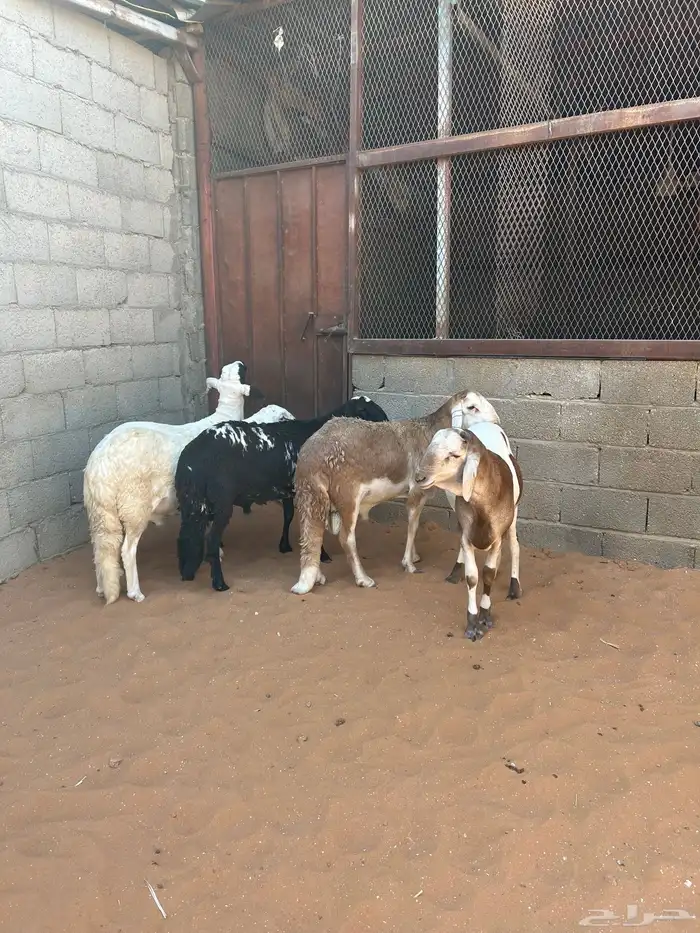 ذبايح صنف عالي 1