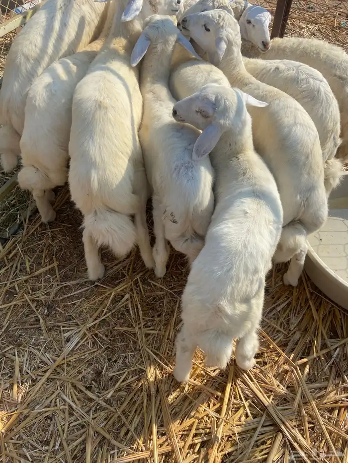 طليان ورخال 7