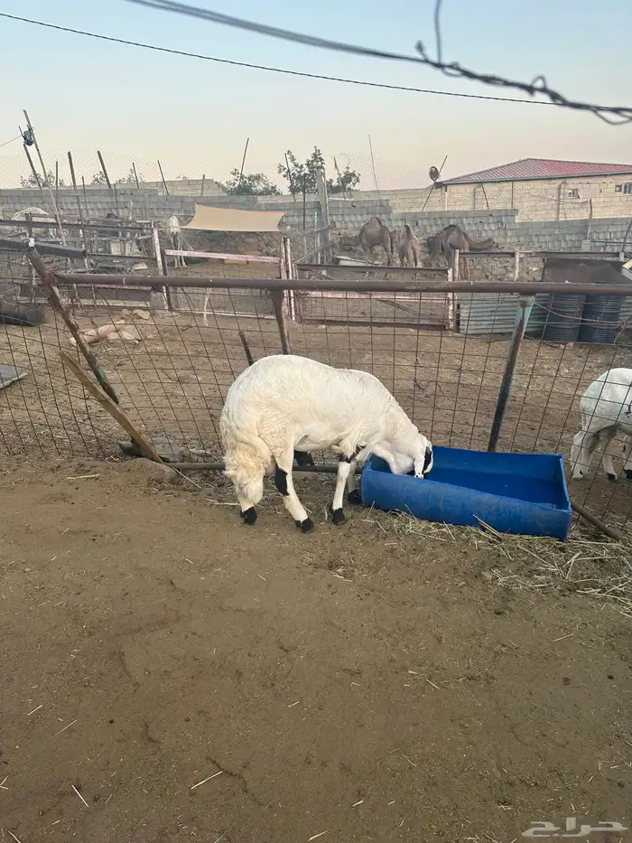 طلي سواكني جبر ناهي 3