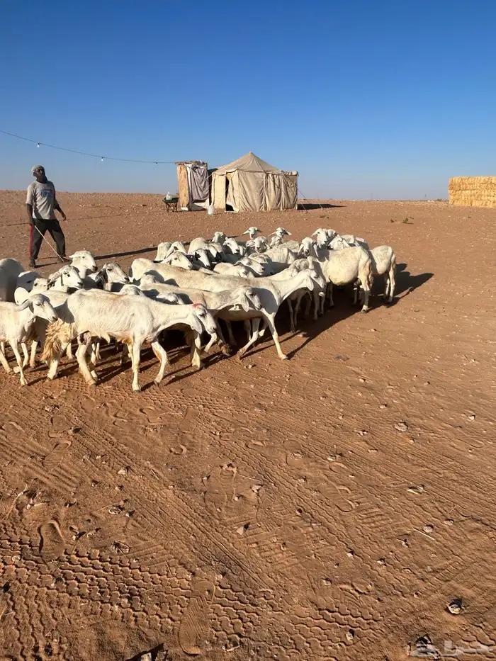 غنم حريات مراح 0