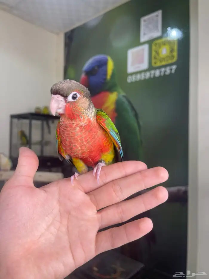 كنيور يلوسايد دبل رد فاكتور 0