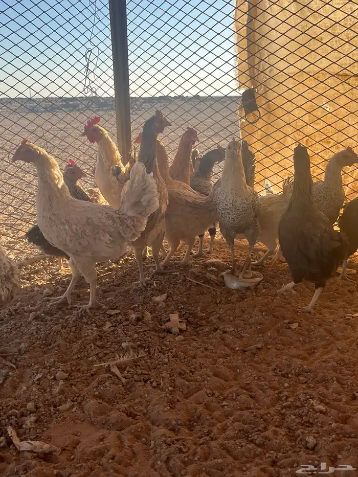 للبيع دجاج بلدي 3