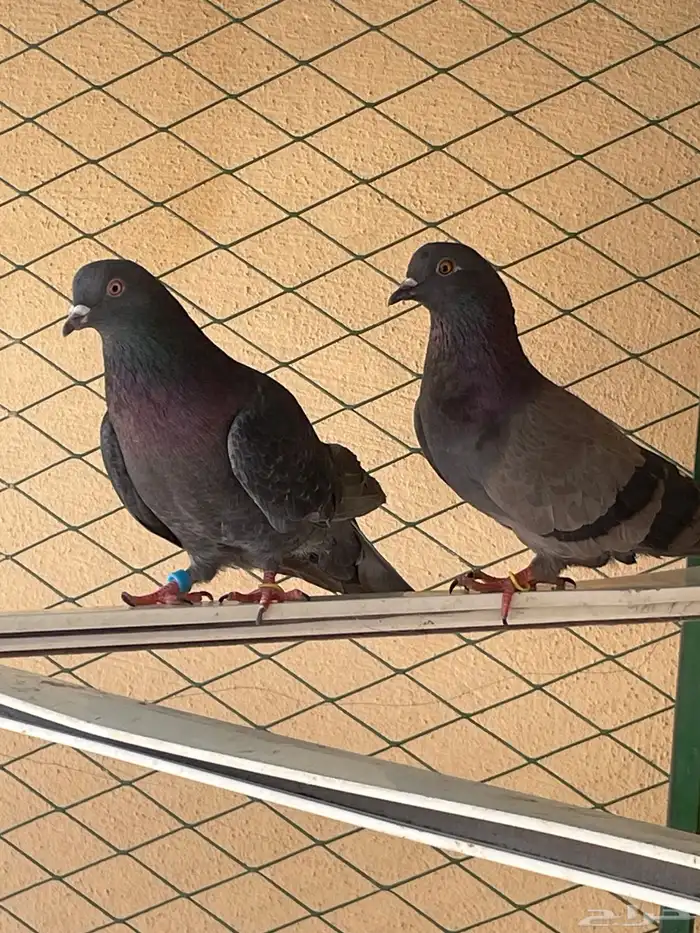 للبيع أزواج حمام 3