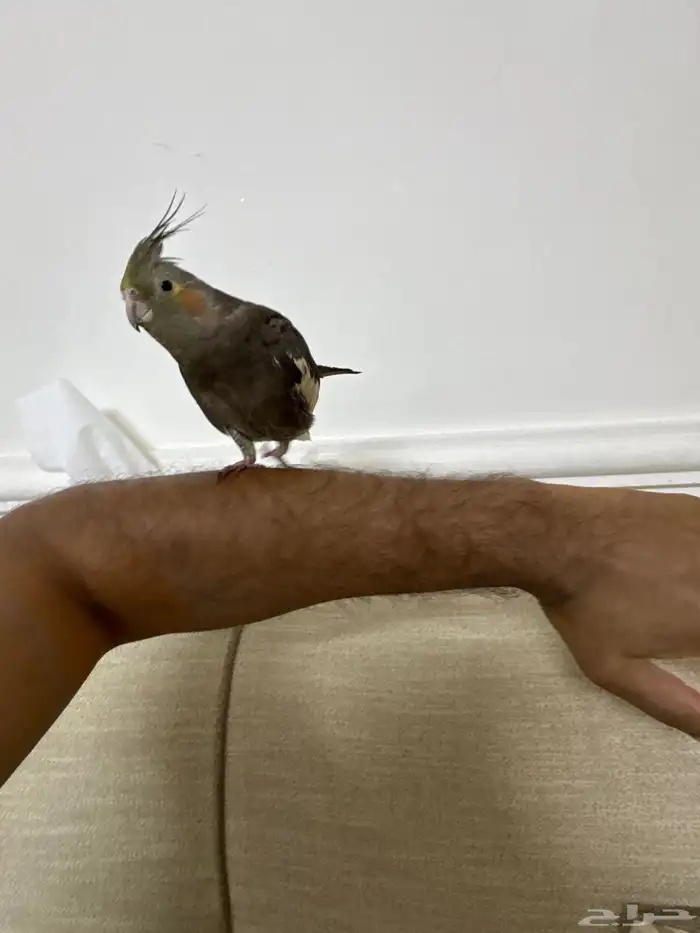 للبيع اليف كروان 2