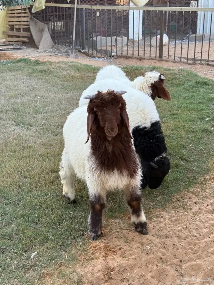 نعيمي هرفي خرفان 2