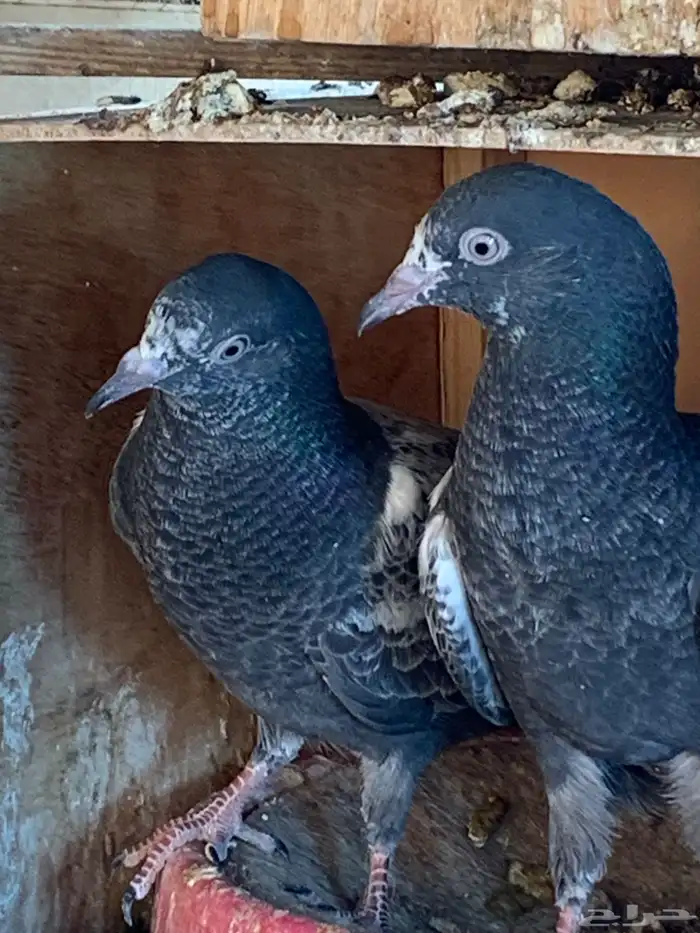 سهران بوري بيور للبيع 5