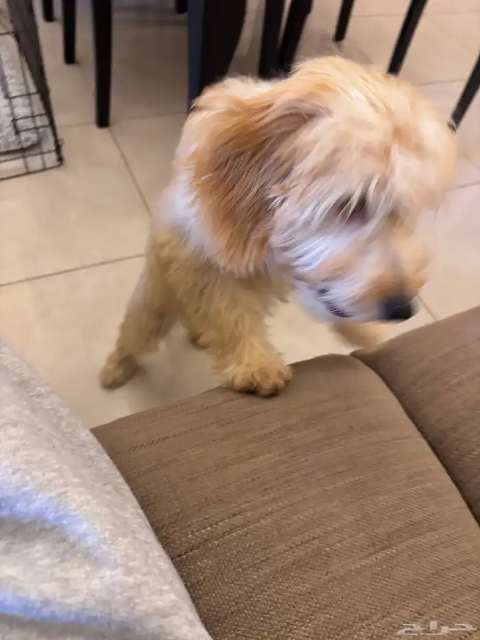 goldendoodle sales in Riyadh قولدن دودل للبيع بالرياض 1