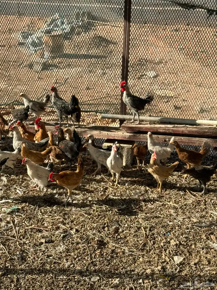 صيصان بلدي 1