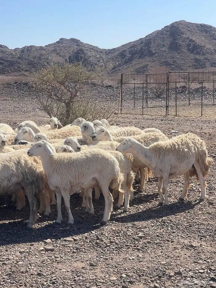 ضان ( تم البيع ) 9