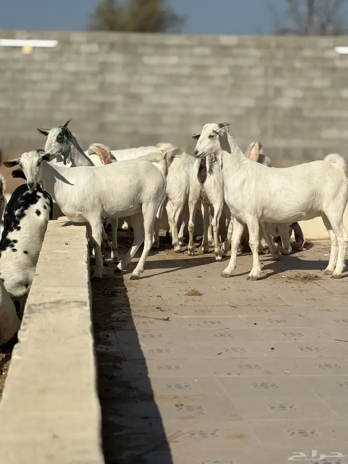 جفرات بيشيه 12