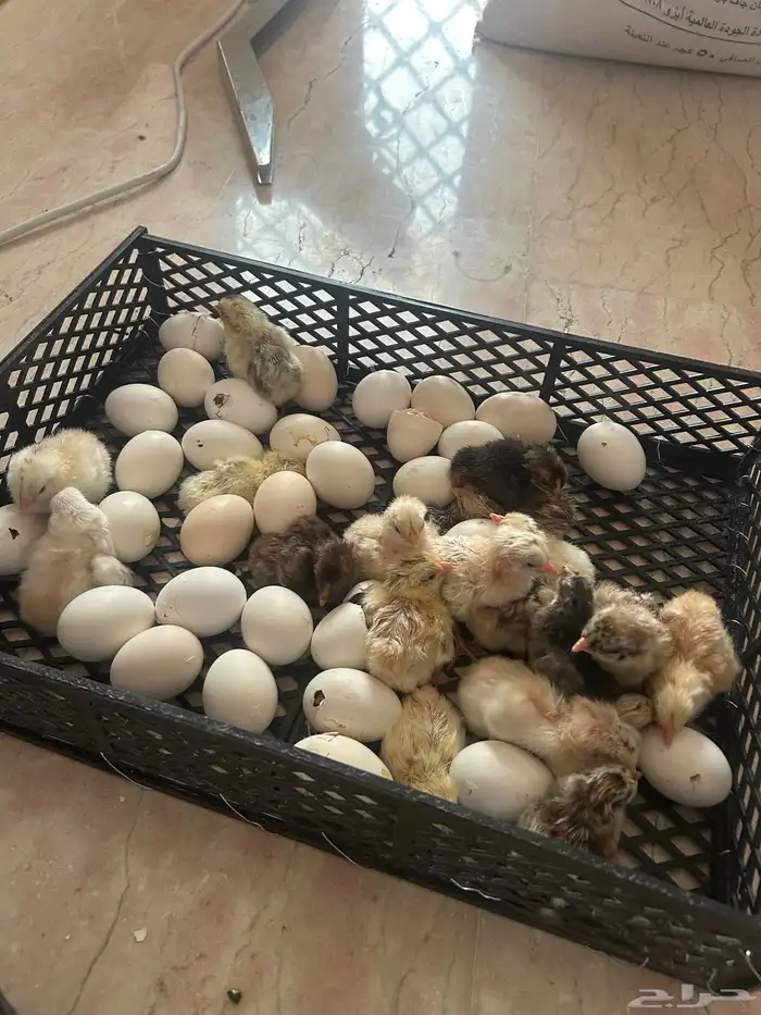 صيصان بلدي 0