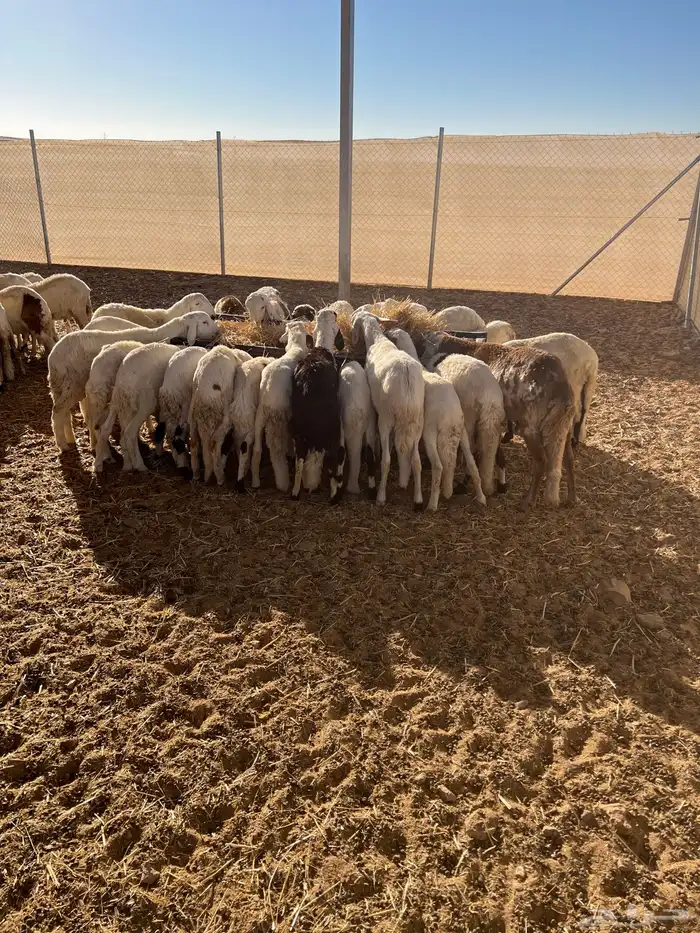 للبيع خرفان شبيه الحري 1