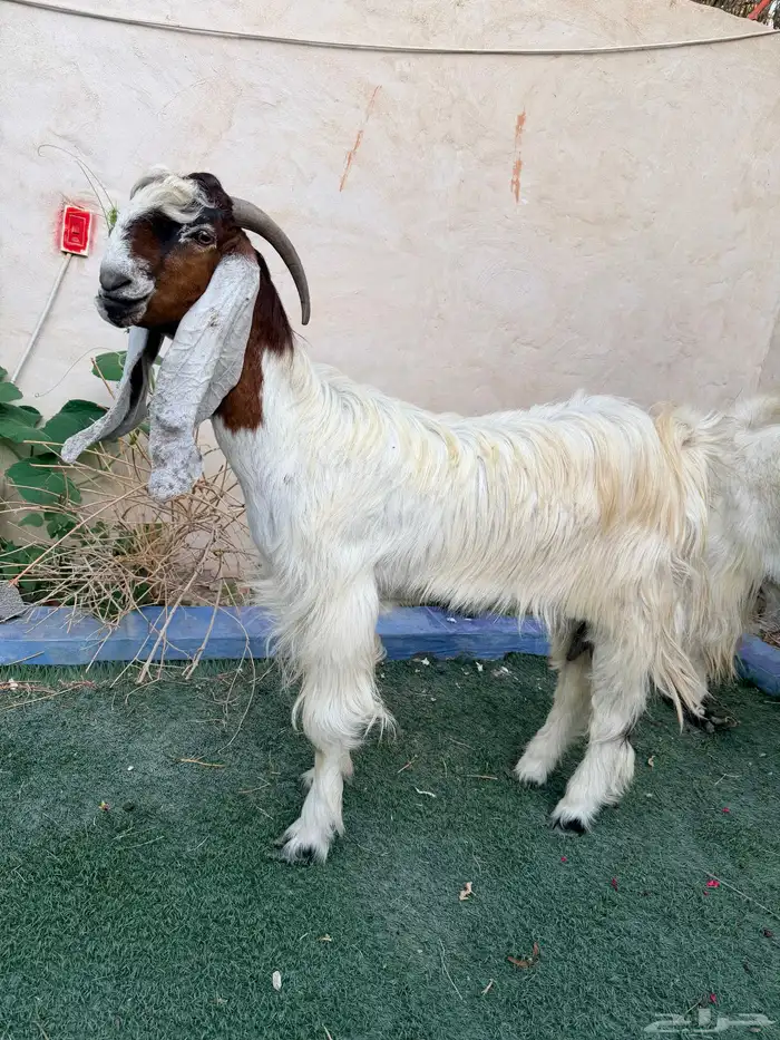 عنز جرمه وشكله طيب دافع توأم 5