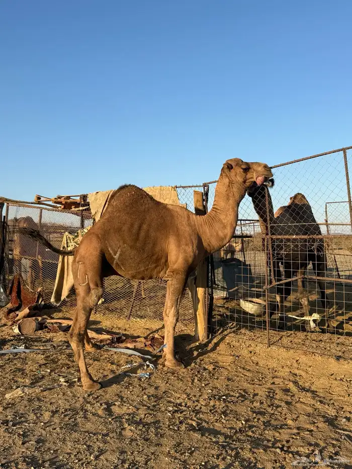 بعير حمر كايف 2