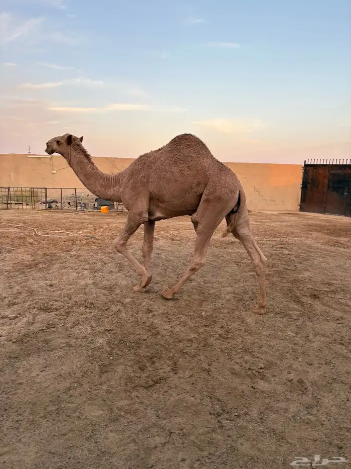 قعود أشعل طايش وزن وزن سومه 8000 4