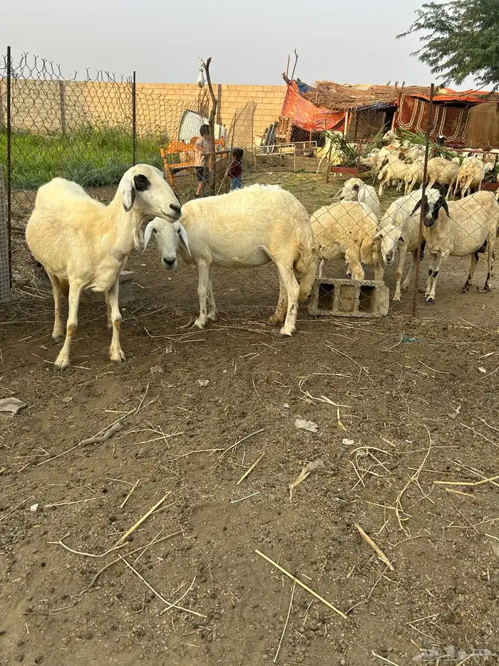 نعجتين سواكني للبيع 0